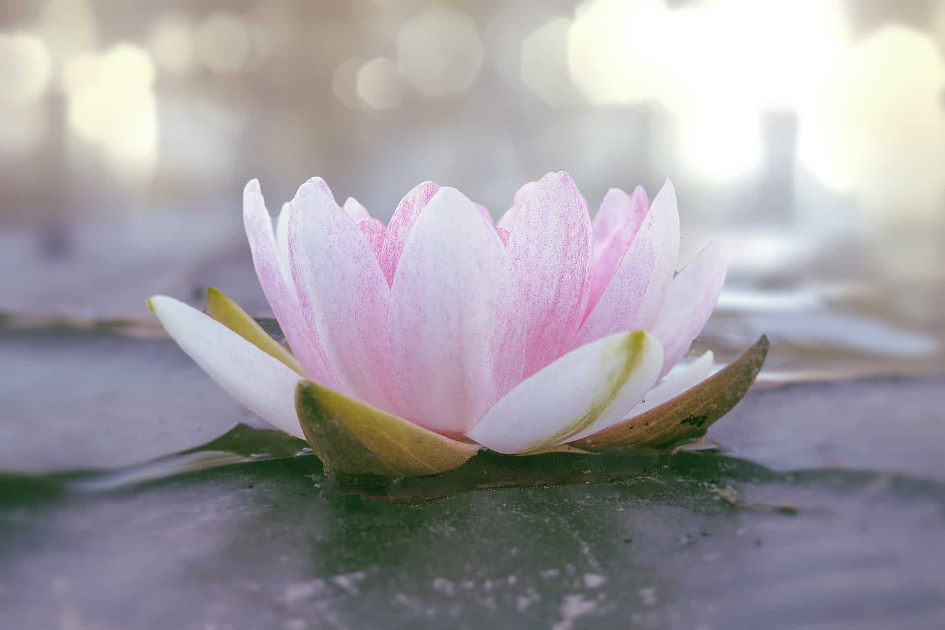 nénuphar de couleur rose et blanc sur un fonds lumineux